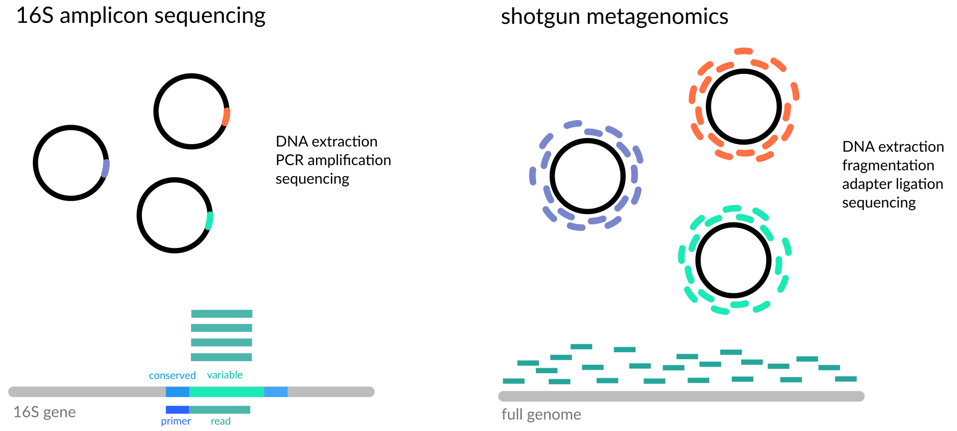 Amplicon sequencing analysis with Qiime 2